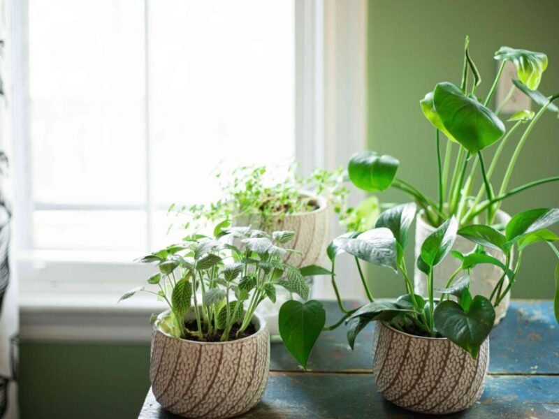 DONT PLANT THESE PLANTS IN HOUSE