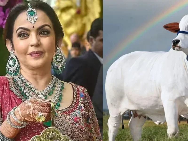 RO पानी और ₹25,000 के गद्दे पर सोने वाली गाय का दूध पीती हैं नीता अंबानी और उंनका परिवार, 1 लीटर की कीमत जान उड़ जायेंगे होश