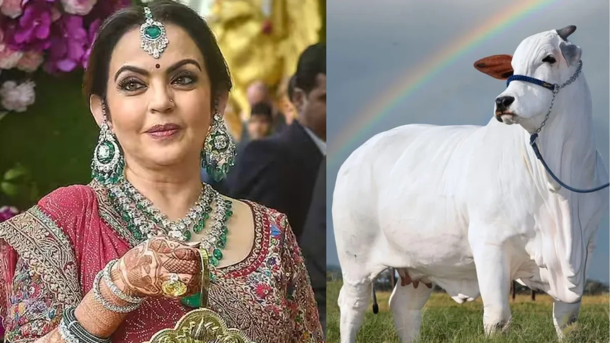 RO पानी और ₹25,000 के गद्दे पर सोने वाली गाय का दूध पीती हैं नीता अंबानी और उंनका परिवार, 1 लीटर की कीमत जान उड़ जायेंगे होश