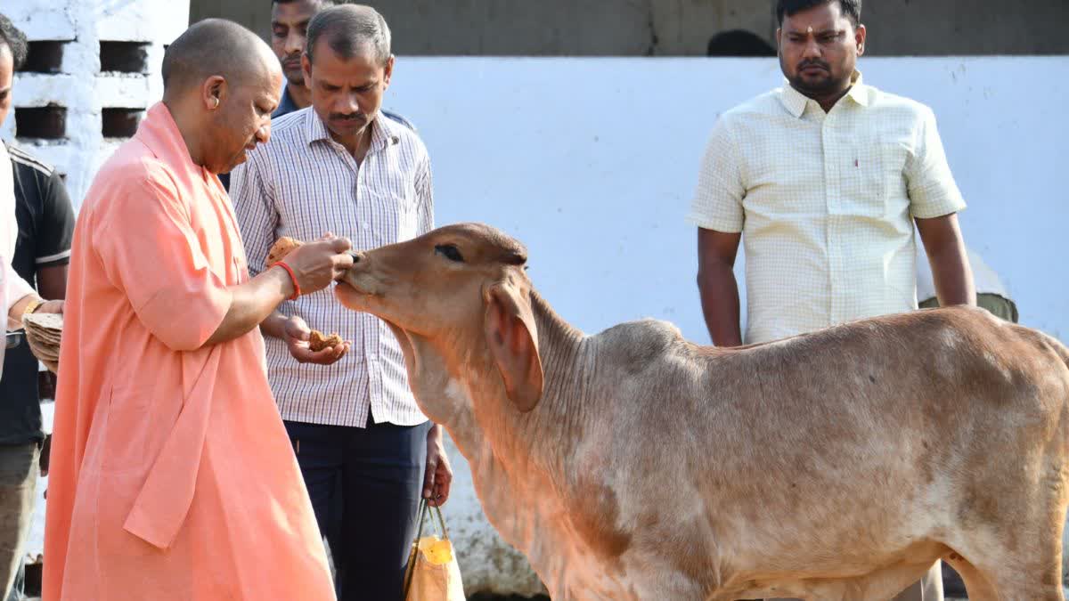 गौ सेवा