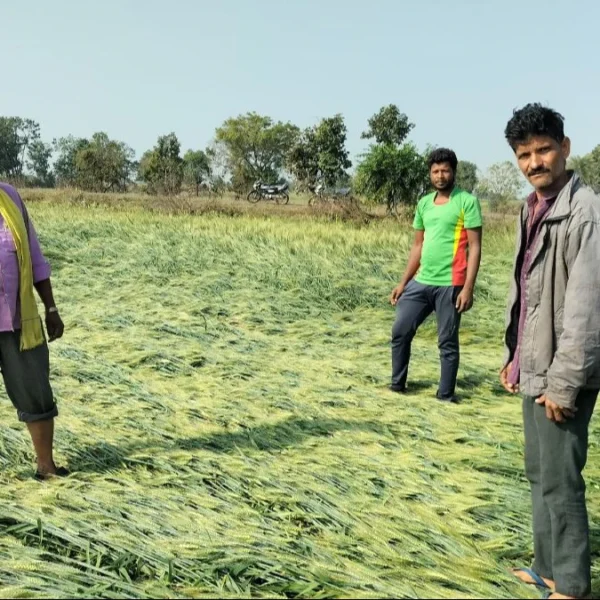 मथुरा में ओलावृष्टि और बेमौसम बारिश से तबाही, गोवर्धन के किसानों ने मांगा मुआवजा