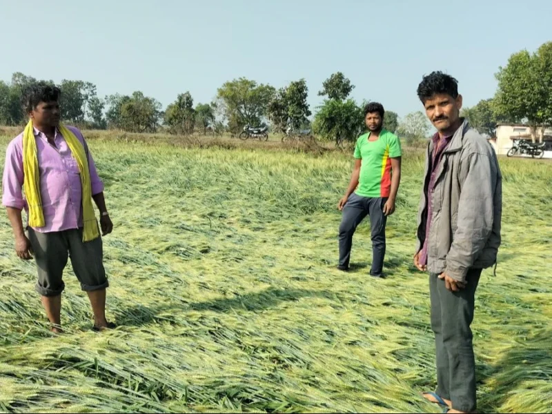 मथुरा में ओलावृष्टि और बेमौसम बारिश से तबाही, गोवर्धन के किसानों ने मांगा मुआवजा