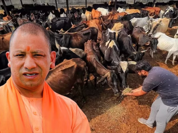योगी सरकार का गोवंश संरक्षण पर जोर, 62 जिलों में 39,721 हेक्टेयर गोचर भूमि कब्जामुक्त